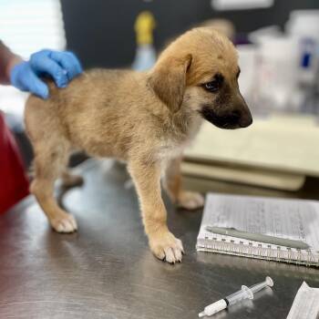 Aspen -  Shepherd Dog for Adoption in Livingston, Texas - Aspen | PetCurious