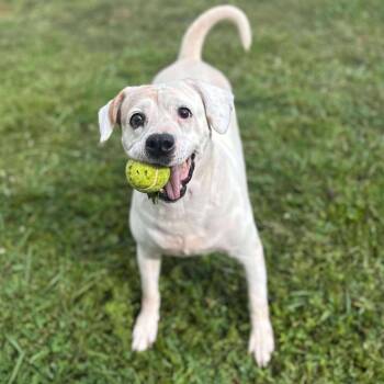 Rescue Terrier Dogs for Adoption in Falls Church, Virginia - Josie | PetCurious