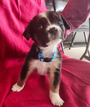 Boxer Dogs Available for Adoption in Hillside, Illinois - Green Bean | PetCurious