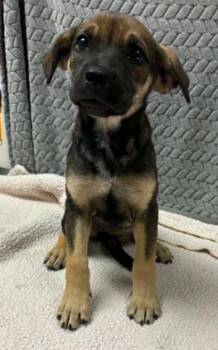 Sleeping Bag -  Mixed Breed Dog for Adoption in Lampasas, Texas - Sleeping Bag | PetCurious
