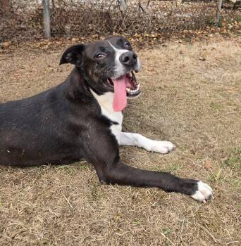 Rescue Terrier and American Bully Dogs for Adoption in Xenia, Ohio - Zeus (Coming Soon...) | PetCurious