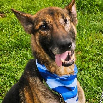 Valor -  German Shepherd Dog Dog for Adoption in Blue Earth, Minnesota - Valor | PetCurious
