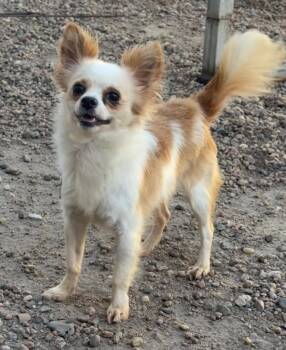 Larry -  Chihuahua Dog for Adoption in Columbus, Nebraska - Larry | PetCurious