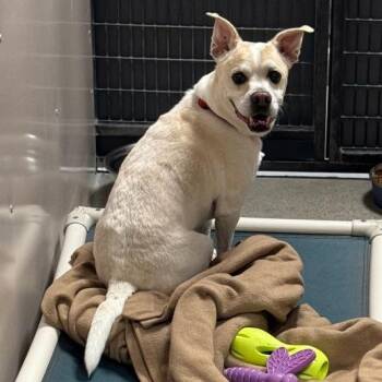 Floyd -  Mixed Breed Dog for Adoption in Murray, Utah - Floyd | PetCurious