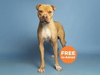 Shar Pei and Pit Bull Terrier Dogs Available for Adoption in Phoenix, Arizona - WAFFLE | PetCurious