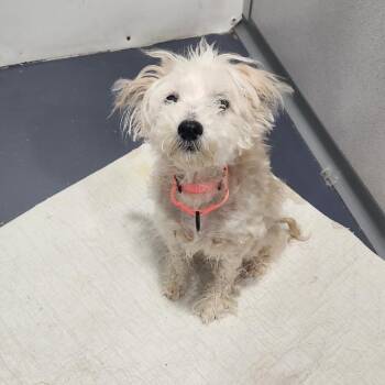 Sandy -  Poodle and Terrier Dog for Adoption in Walnutport, Pennsylvania - Sandy | PetCurious