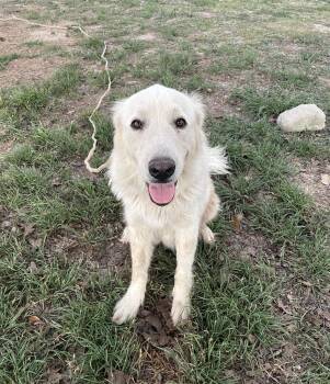Anastasia SAT -  Great Pyrenees Dog for Adoption in Quinlan, Texas - Anastasia SAT | PetCurious