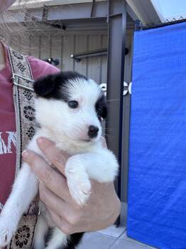 26-118 Sailor "JUST ARRIVED" -  Shepherd and Cattle Dog Dog for Adoption in Richardson, Texas - 26-118 Sailor "JUST ARRIVED" | PetCurious