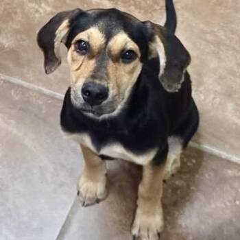 Ruffles -  Coonhound and Beagle Dog for Adoption in New Orleans, Louisiana - Ruffles | PetCurious