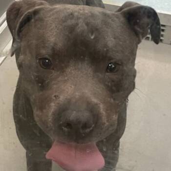 Rescue Pit Bull Terrier Dogs for Adoption in Des Moines, Iowa - Enjin | PetCurious