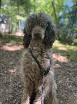 Poodle Dogs Available for Adoption in Wayne, New Jersey - Jean Nate | PetCurious