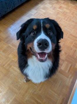 Mixed Breed Dogs Available for Adoption in Montreal, Quebec - Meelo | PetCurious