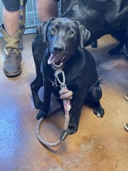 Rescue Labrador Retriever Dogs for Adoption in Bolivar, Missouri - Diesel | PetCurious