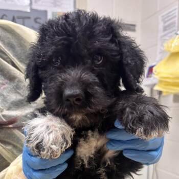 Floof -  Mixed Breed Dog for Adoption in Murray, Utah - Floof | PetCurious