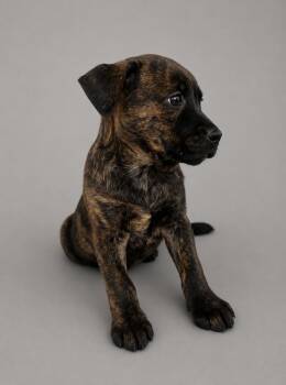 Australian Cattle Dog Blue Heeler Dogs Available for Adoption in Nashville, Tennessee - Kyle | PetCurious