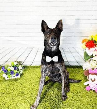 Labrador Retriever and Mixed Breed Dogs Available for Adoption - TAKI | PetCurious