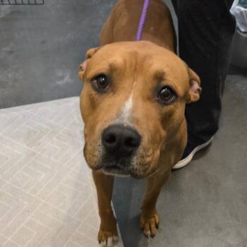 Pit Bull Terrier and Mixed Breed Dogs Available for Adoption - Leo | PetCurious