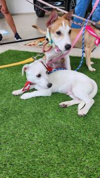 Rescue Hound Dogs for Adoption in Elmwood, Louisiana - Skipper | PetCurious