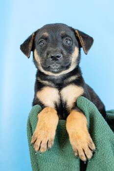 Gillian -  Shepherd and Retriever Dog for Adoption in Minneapolis, Minnesota - Gillian | PetCurious