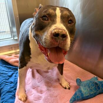 King -  Mixed Breed Dog for Adoption in Pittsburgh, Pennsylvania - King | PetCurious