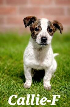 Mixed Breed Dogs Available for Adoption - Callie | PetCurious