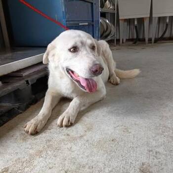 jana 26-09-089 -  Labrador Retriever and Great Pyrenees Dog for Adoption in Bastrop, Texas - Jana 26-09-089 | PetCurious