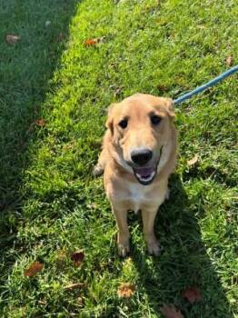 Rescue Yellow Labrador Retriever and Australian Shepherd Dogs for Adoption in Gilberts, Illinois - Princess Peach | PetCurious