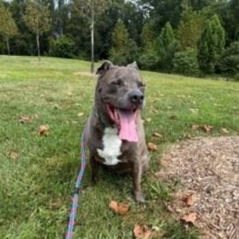 Rescue Pit Bull Terrier Dogs for Adoption in Derwood, Maryland - Cutie | PetCurious