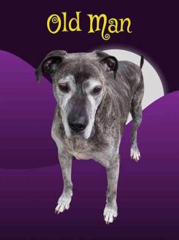 Old Man -  Mixed Breed Dog Available for Adoption in York, Nebraska - Old Man | PetCurious