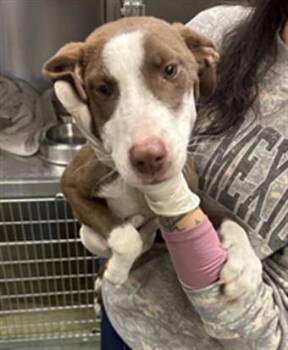 Mixed Breed Dogs Available for Adoption - REESE | PetCurious