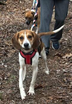 Hound Dogs Available for Adoption - Sara Marie | PetCurious
