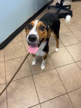 Foxy Roxy -  Beagle and Mixed Breed Dog for Adoption in Marion, Ohio - Foxy Roxy | PetCurious