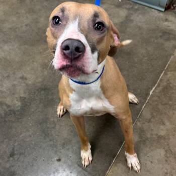 Dreama -  Pit Bull Terrier and Mixed Breed Dog for Adoption in Melbourne, Kentucky - Dreama | PetCurious