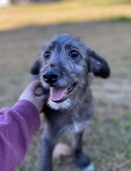 Rescue Poodle Dogs for Adoption in Pembroke, Massachusetts - Reese | PetCurious