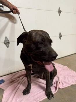 Rescue Mastiff and Cane Corso Dogs for Adoption in Gilbert, Arizona - Hope | PetCurious