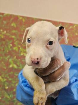 Run -  American Staffordshire Terrier and Mixed Breed Dog for Adoption in San Antonio, Texas - Run | PetCurious