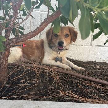Rescue Spaniel Dogs for Adoption in Chino Hills, California - Edric(13) - City Of Industry Location | PetCurious