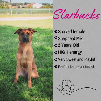 Starbucks -  Shepherd Dog for Adoption in Junction City, Kansas - Starbucks | PetCurious