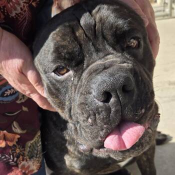 Cane Corso Dogs Available for Adoption in Black River Falls, Wisconsin - Buster | PetCurious