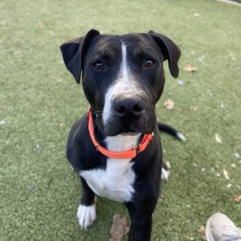 Rescue Labrador Retriever and Mixed Breed Dogs for Adoption in Greensboro, North Carolina - Mona | PetCurious