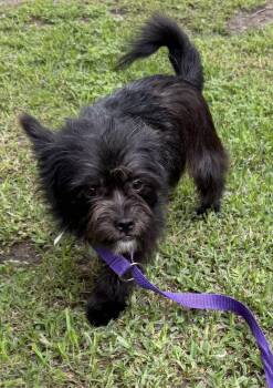 Shih Tzu Dogs Available for Adoption in Louise, Texas - Capri | PetCurious