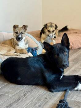 Billie -  Australian Kelpie and Australian Shepherd Dog for Adoption in Tucson, Arizona - Billie | PetCurious
