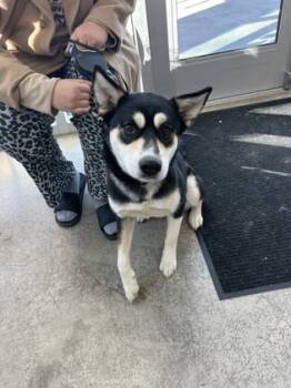 Rescue Siberian Husky and Mixed Breed Dogs for Adoption in Fort Worth, Texas - Nova | PetCurious
