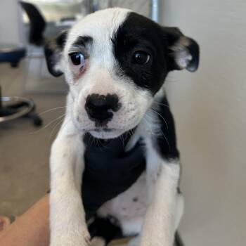 Mixed Breed Dogs Available for Adoption in Las Cruces, New Mexico - Spot | PetCurious