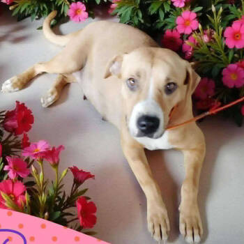 Rescue Pit Bull Terrier Dogs for Adoption in Armonk, New York - AAD New Arrival! Rose - 25287 | PetCurious