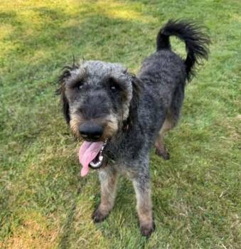Luna -  Airedale Terrier and Standard Poodle Dog for Adoption in Eugene, Oregon - Luna | PetCurious