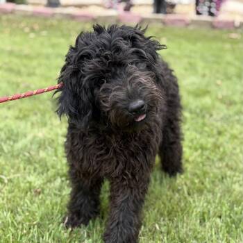 FIRST -  Poodle Dog for Adoption in Locust Fork, Alabama - FIRST | PetCurious