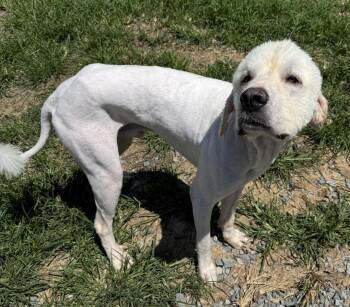 Grant -  Great Pyrenees Dog for Adoption in Thomasville, North Carolina - Grant | PetCurious