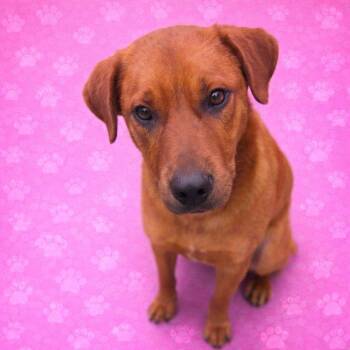 Retriever and Mixed Breed Dogs Available for Adoption - Autumn | PetCurious