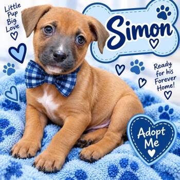 Simon -  Black Mouth Cur Dog for Adoption in San Antonio, Texas - Simon | PetCurious